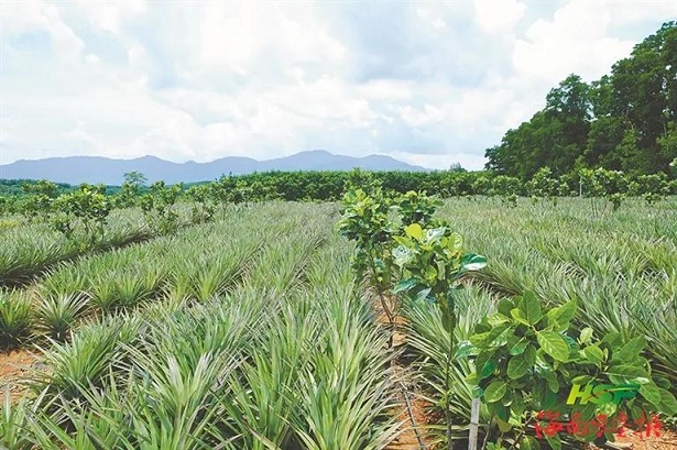 ����yl23455����