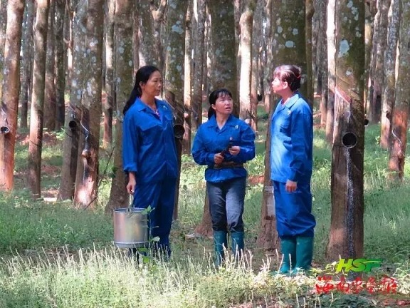 ����yl23455����