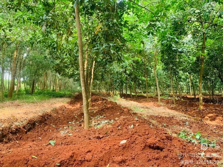 ����yl23455����