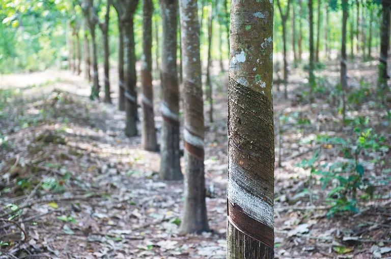 ����yl23455����